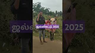 Jallikattu #alanganallur#2025