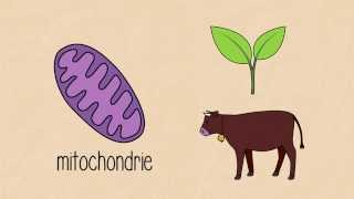 Photosynthèse et respiration | FuseSchool + Unisciel