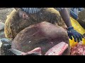 kasimedu 🔥 speed selvam very rare angel fish cutting video in kasimedu ff cutting 🔪