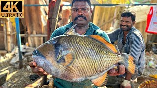 KASIMEDU 🔥 SPEED SELVAM | VERY RARE ANGEL FISH CUTTING VIDEO | IN KASIMEDU | FF CUTTING 🔪