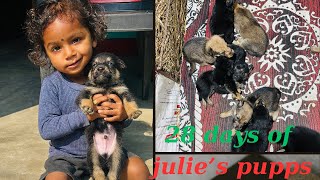 Julie Ke Pupps Ko Aaj Ho Gaye 28 Din || The Animal Vlogs || Dev Sahu || Chhattisgarh ||9644291659 ||