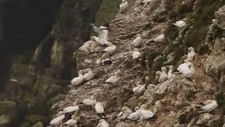 Black-browed Albatross   -    England   -   July 15th. 2021 - 4K but shaky!