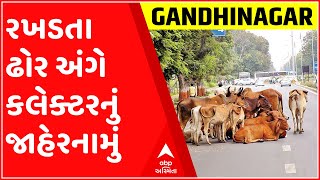 ગાંધીનગરઃ જાહેર વિસ્તારમાં ઘાસચારો ન નાખવા અંગે જિલ્લા કલેક્ટરે બહાર પાડ્યુ જાહેરનામું