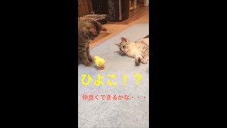 ひよこ！？２匹の子猫は果たして仲良くなれるのか！