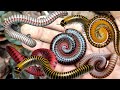 MENEMUKAN BANYAK SIPUT LUWING MILLIPEDE HEWAN KAKI SERIBU SNAIL BEKICOT WARNA WARNI.