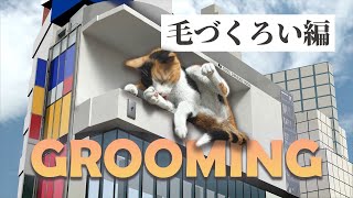 新宿東口の猫『毛づくろい編』