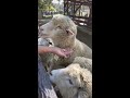 feeding sheep is fun 🐑 （羊の餌やりが楽しい！）