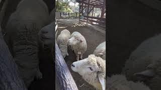 Feeding sheep is fun! 🐑 （羊の餌やりが楽しい！）