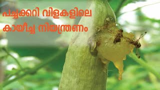 പച്ചക്കറി വിളകളിലെ കായീച്ച നിയന്ത്രണം | Krishi videos malayalam