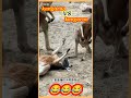 ক্যাঙ্গারু বনাম ক্যাঙ্গারু লড়াই। 😲 kangaroo vs kangaroo fight.😲 shorts viralvideo funnyanimal