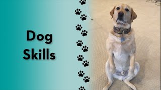How many does your dog know? #shorts #dogtraining #labrador
