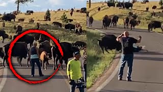 Bison Tosses Woman Out of Her Pants