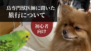 【鳥専門獣医師に聞いたシリーズ】初めてセキセイインコを飼う方向け！旅行について@udurino