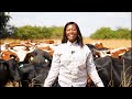 FIVET :Nkone & Mashona Herd Nutrition During Winter IN Zimbabwe