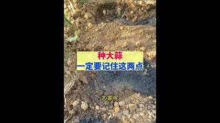 种大蒜注意这两点，出苗齐长势壮，高产丰收#大蒜拌种剂#大蒜种植#种植小技巧 #今日三农爆款 #新农人计划2024