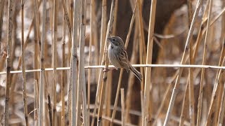 境川遊水地公園のオオジュリン　その１１（4K60P動画）