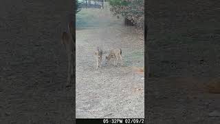 02-09-25 532 01pm Deer Busy in the Back Field Eating. #wildlife #deer #whitetaildeer