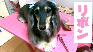 [簡単]犬のリボンの付け方[カニンヘンダックス/dachshund/多頭飼い]