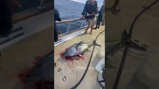 Bluefin tuna gives deckhand a death stare while being spiked