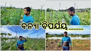 ବନ୍ୟା ଜଳରେ ଫସଲ ନଷ୍ଟ Flood water destroys crops @FARMINGSATYA #viral #flood #vegetables #farming