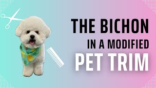 Grooming the Bichon-Modified Pet Trim