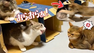 先輩猫にウザ絡みするもキレられて落ち込む猫