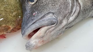 髭が生えた魚？？？　ほんと⁉️ ショッキング🚨‼️ 島根の海でこんな魚も水揚げされます！　稀少ですが。。。