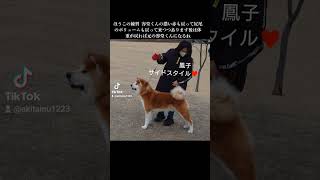 公園でちょっと練習♪ ＃秋田犬 ＃ほうこ ＃akitainudog ＃akitainu ＃akitadog ＃秋田犬 ＃優秀一席 ＃可愛い犬 ＃かっこ良い犬