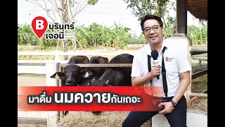 บุรินทร์เจอนี่ Season 1 EP.45 มาดื่มนมควายกันเถอะ