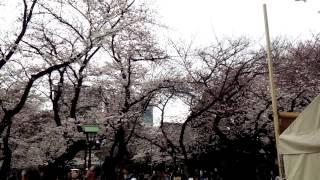 【 「桜満開の靖国神社の映像」を、皇国の臣民にー④ 】2015/03/29