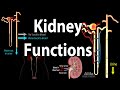 Kidney Homeostatic Functions, Animation