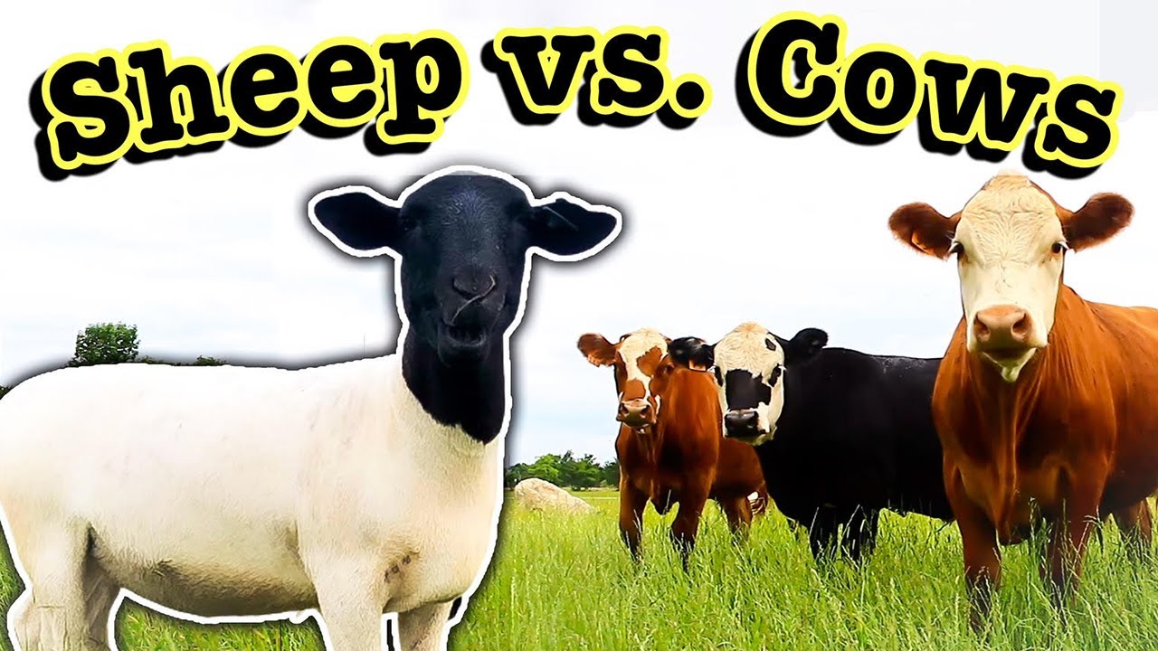 SHEEP Vs. COWS: WHICH IS BEST FOR YOU? // Comparing Cattle ...