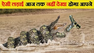 मगरमच्छ और अजगर की भयानक लड़ाई | Brutal Fight between Crocodile and Python