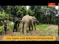 Lagi gajah liar Berjaya dipindahkan