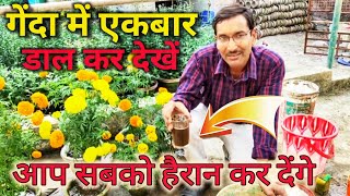 गेंदा में चमत्कारिक खाद का एकबार प्रयोग करें और फूल देखें / Marigold Plant caring and fertilizers