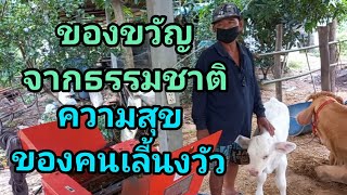 เลี้ยงวัวสร้างรายได้ปีล่ะ1-2แสนบาท 2ตายาย..พอใช้มีความสุข#วัวงาม#เกษตรพอเพียง #ลูกวัว