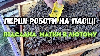 Перші роботи на пасіці. Підсадка бджолиної матки в лютому.