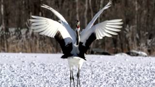 丹頂の舞　 Dance of the Japanese crane　 Part3