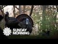 Nature: Turkeys in South Dakota