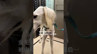 一个还没预热 一个发动机已冒烟#金毛 #细狗 #陕西细犬