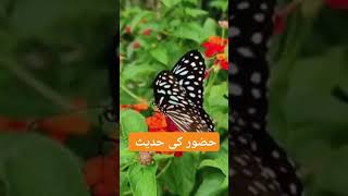 نبی کریم کی یہ حدیث یاد رکھنا By Ajmal Raza Qadri short video