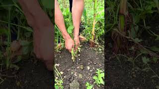 Agriculture Working #shorts #youtubeshorts #agriculture #farming