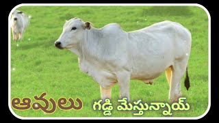 ఆవులు గడ్డి  మేస్తున్నాయ్ l  Cows are grazing l wheretogoaravind