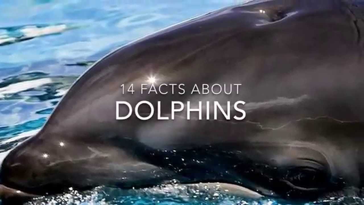 Dolphin Facts: 14 Facts About Dolphins - YouTube