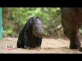 birth of sumatran rhino calf celebrated at sanctuary in indonesia