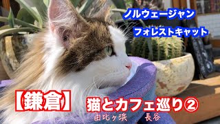 【鎌倉】猫とカフェ巡り②　湘南　由比ヶ浜・長谷　ノルウェージャンフォレストキャットと癒される