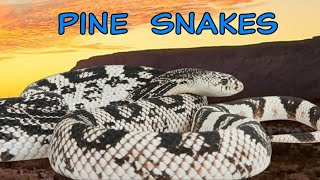 Our PINE SNAKE Collection - (Never Seen Before)