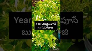 year మొత్తం పూసే బుష్ విరజాజి #shortsyoutube #royalgardenkumari