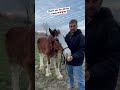 Starving Rescue Horse Gets To Eat Apples!🥹 He LOVES Them! #horse #short #auction #clydesdale #draft