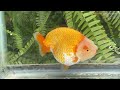 Beautiful collection of Zhao’s Yuanbao Ranchus 🥰